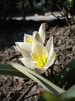 لاله هفت‌رنگ  Tulipa biflora