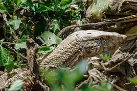 V. g. griseus- North Andimeshk Zagro
