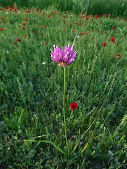 گونهای سیر وحشی در بهبهان