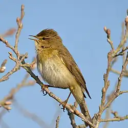 سسک بیدی