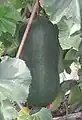 خربزهٔ زمستانی