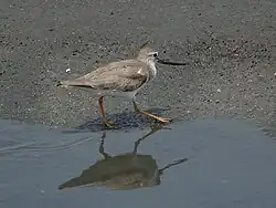 آبچلیک نوک‌سربالا