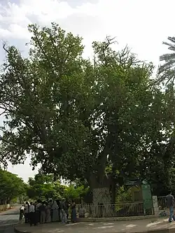 عکسی از درخت سیکامور واقعی در اریحای امروزی.