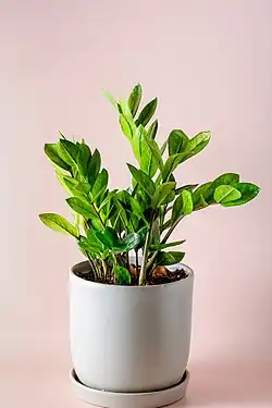 Zamioculcas zamiifolia رقم «Chameleon» در گلدان خاکستری.