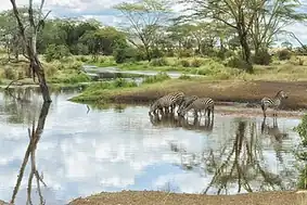 منظره‌ای طبیعی در پارک سرنگتی
